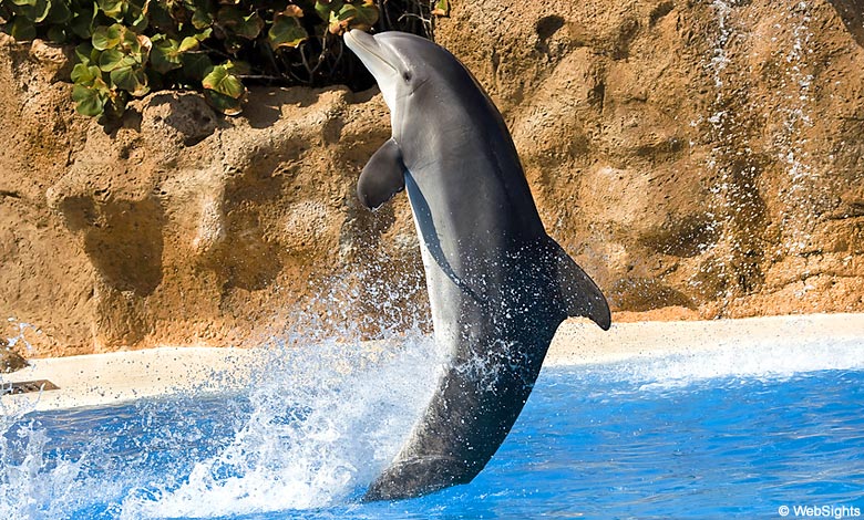 Loro Parque dolphin | Tenerife Beaches